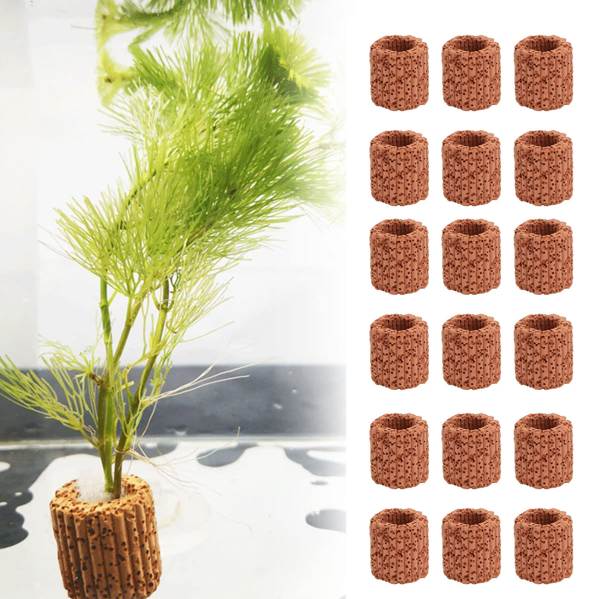 Aquarium Plants Live - 10/20 adet sucul su tesisi sabit