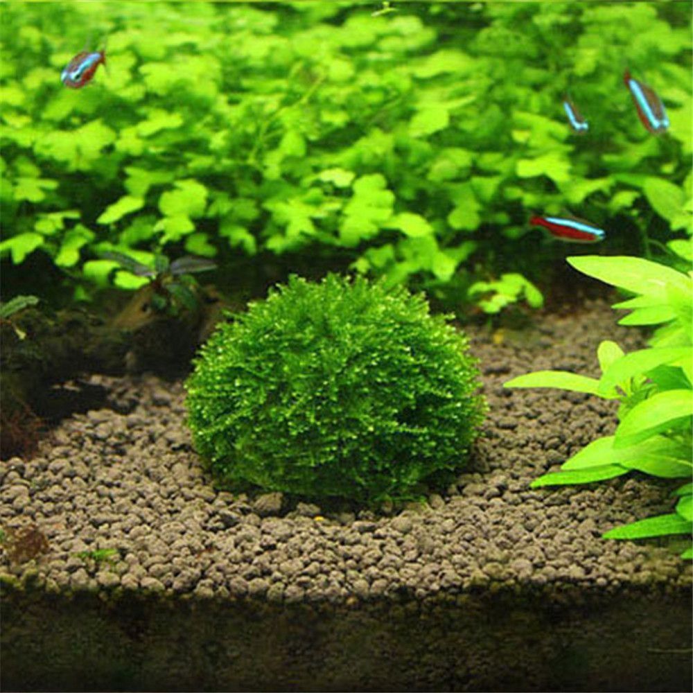 Aquarium Moss - Yeni Plastik Süspansiyonlu Yosun Kubbesi Yarım