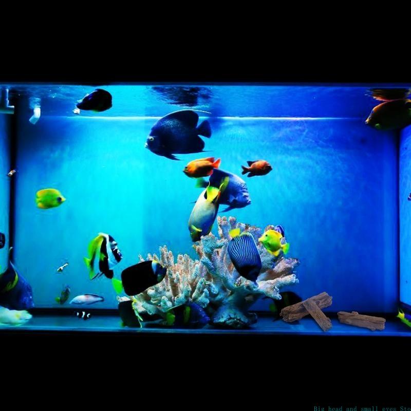 Akvaryum Dekorasyon Ağaç Gövde - Aquarium Moss incelemesi ve fiyatı