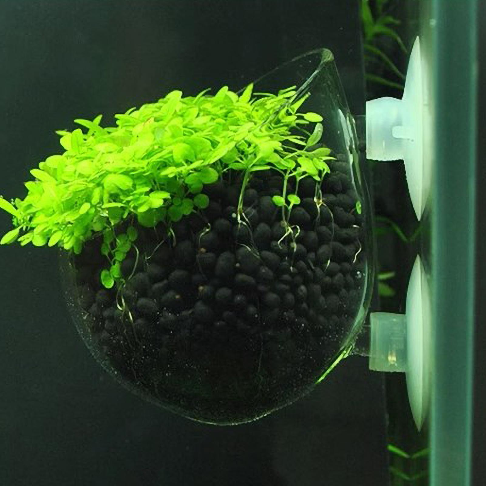 Akvaryum Bitki Tutucu Cam Su B - Plant Aquarium Pot incelemesi ve fiyatı