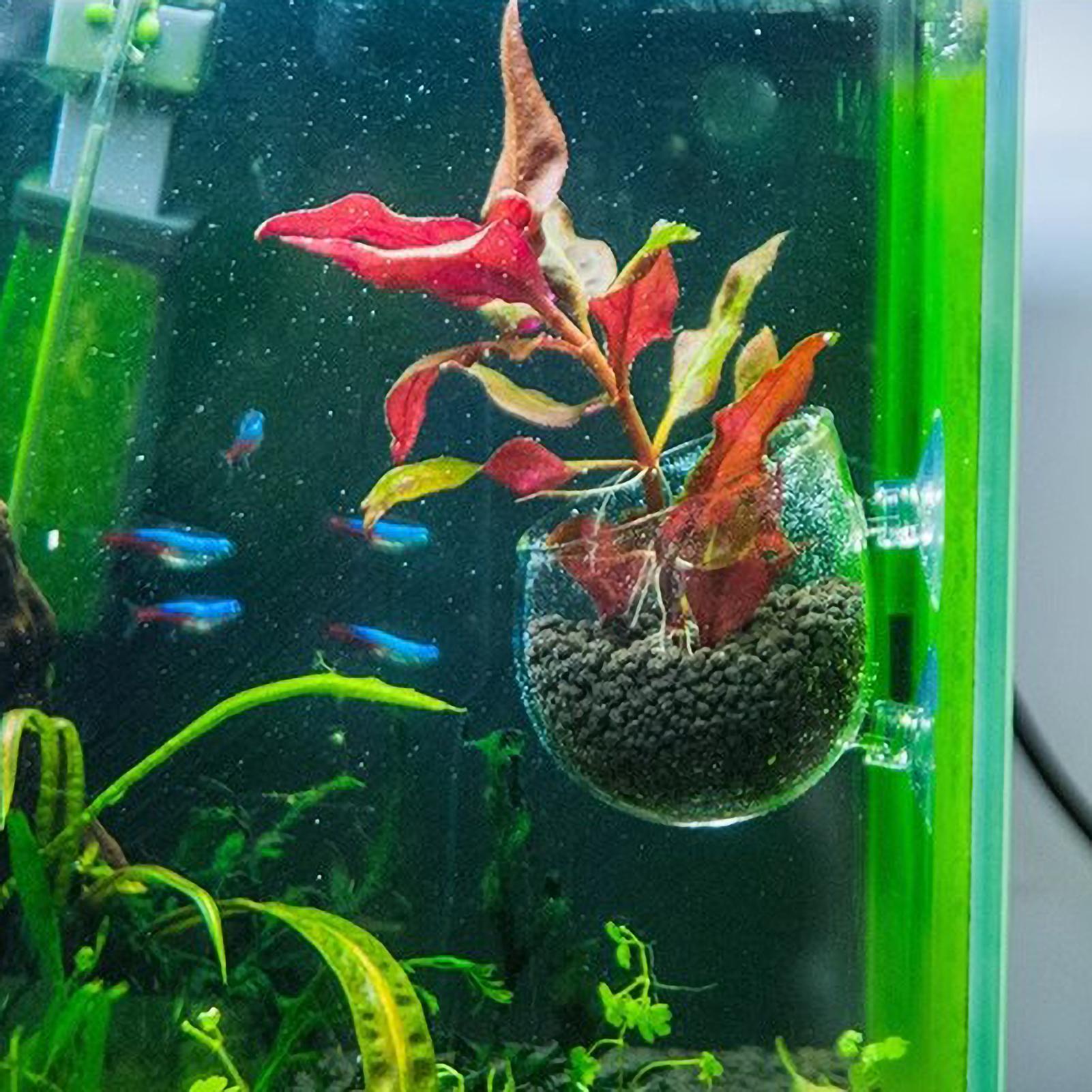 Akvaryum Bitki Tutucu Cam Su B - Plant Aquarium Pot incelemesi ve fiyatı