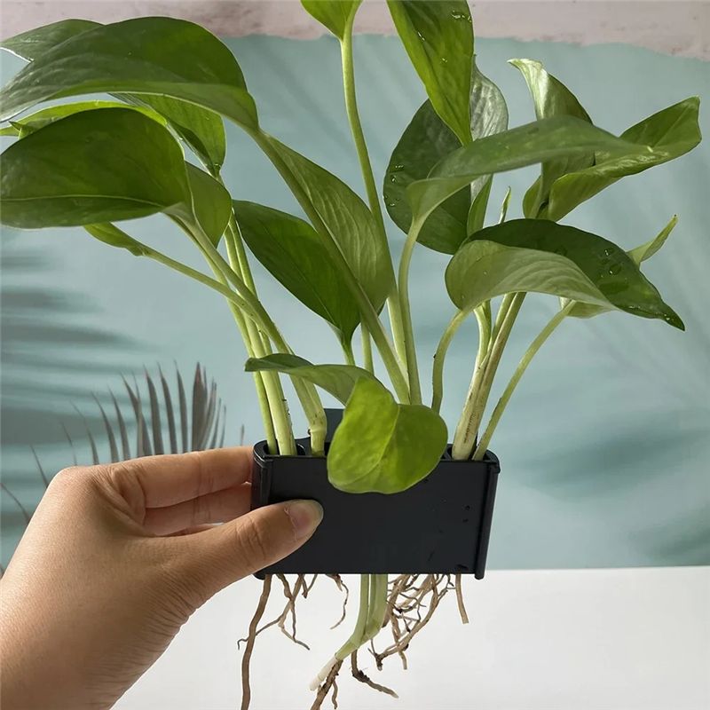 A04G-Akvaryum Saksısı, Akvaryu - Live Plant Aquarium incelemesi ve fiyatı