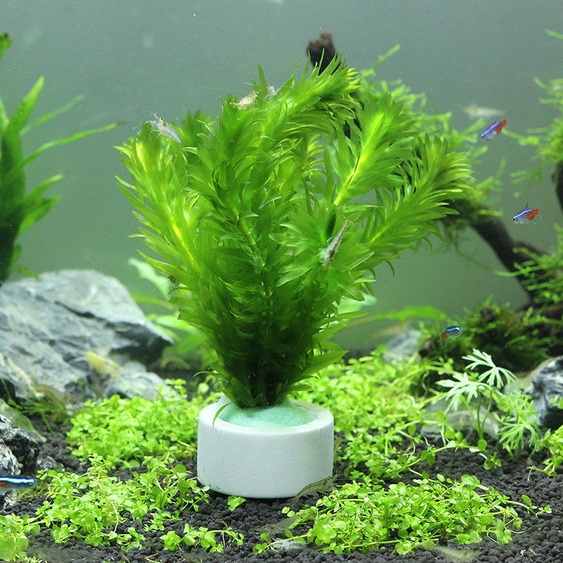 Akvaryum dekorasyon seramik ha - Plant Aquarium Pot incelemesi ve fiyatı
