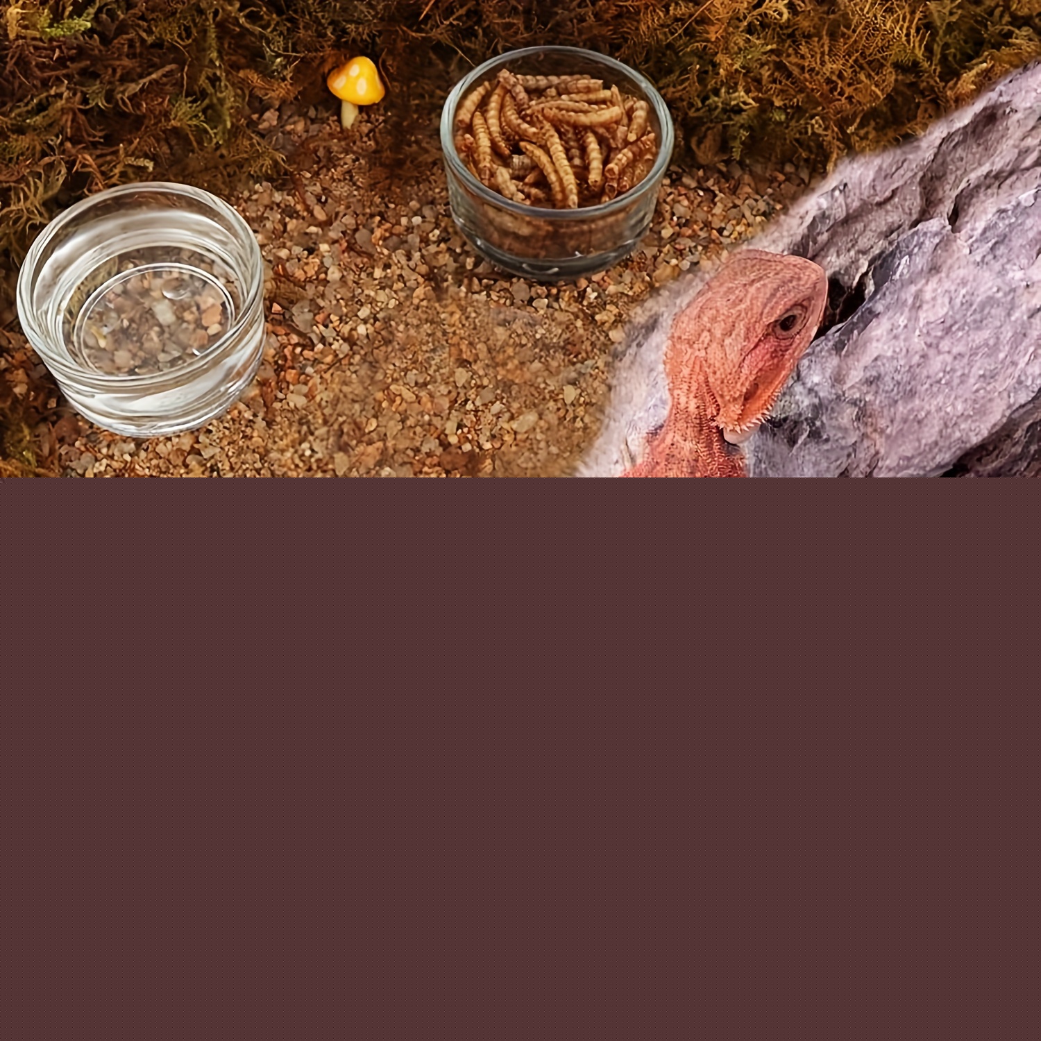 Cam Akvaryum Mini Boy Karides  - Aquarium Fertilizer incelemesi ve fiyatı