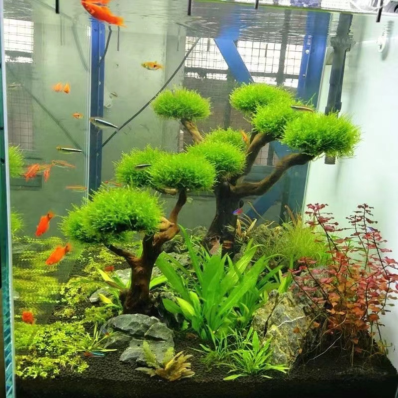 Balık tankı yeşillendirme ahşa - Aquarium Driftwood incelemesi ve fiyatı