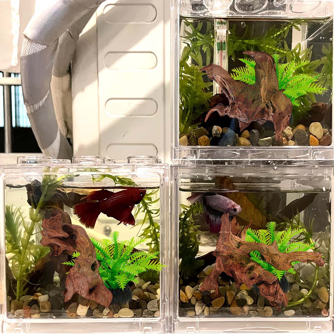 5-10CM Doğal Batan Kökler Akva - Aquarium Driftwood incelemesi ve fiyatı