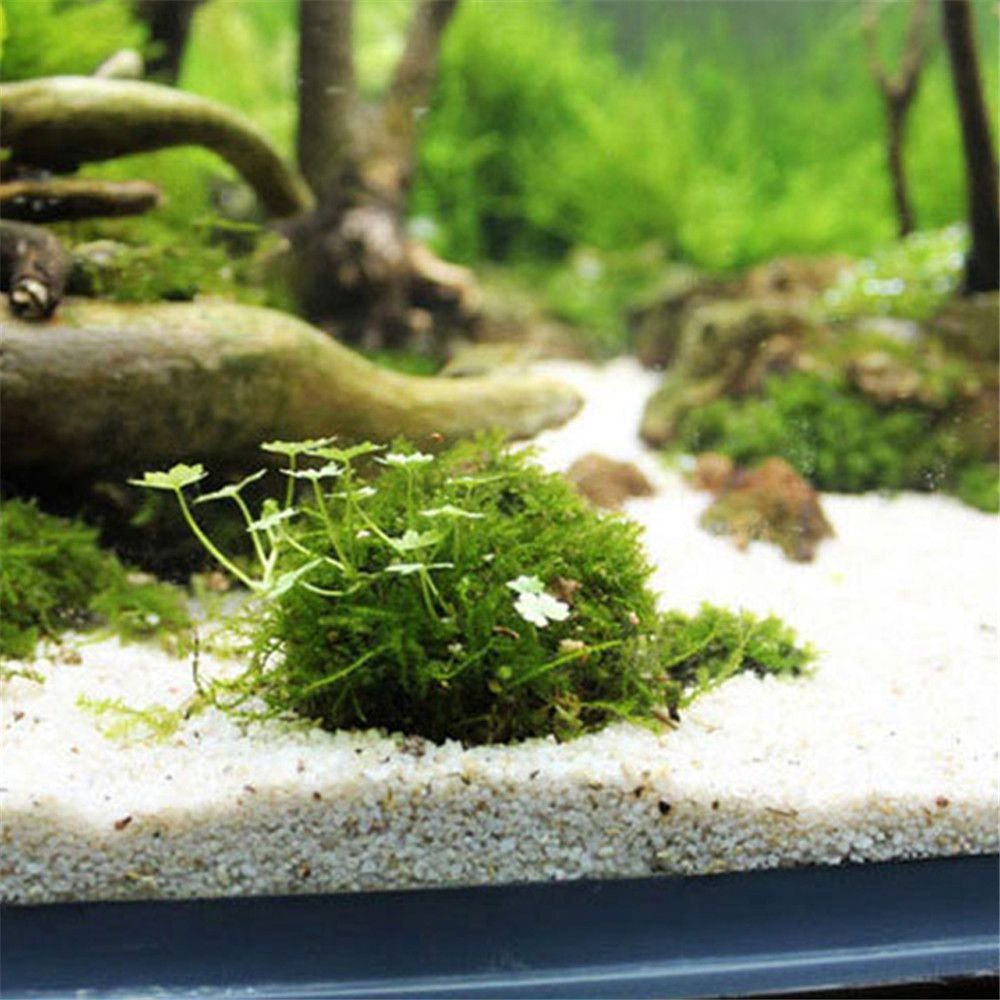 Yeni Plastik Süspansiyonlu Yos - Aquarium Moss incelemesi ve fiyatı