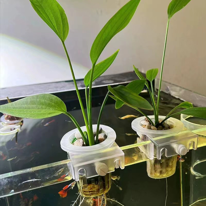 Akvaryum dikim sepeti hidropon - Aquarium Plants Live incelemesi ve fiyatı
