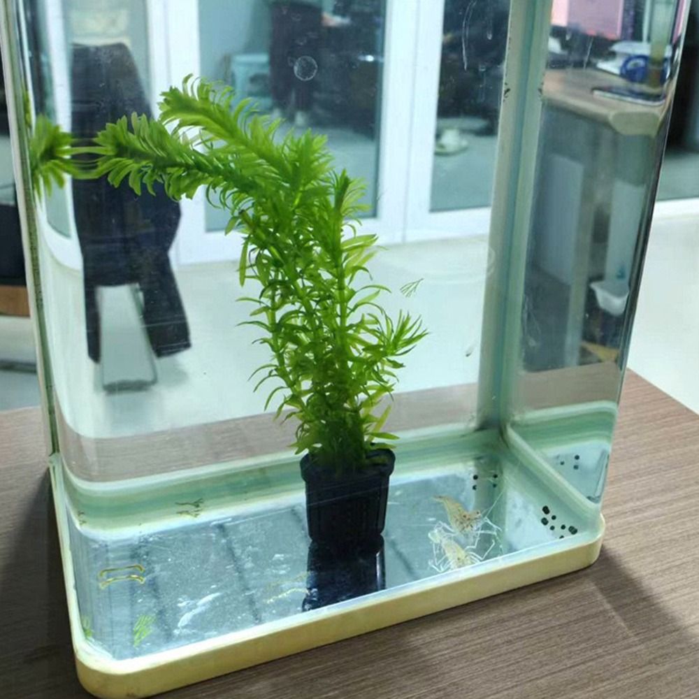 Su Bitkisi Standı Balık Tankı  - Plant Aquarium Pot incelemesi ve fiyatı