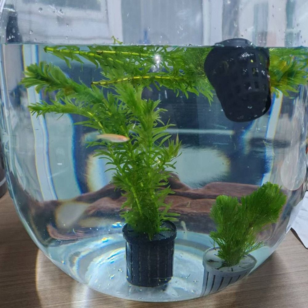 Su Bitkisi Standı Balık Tankı  - Plant Aquarium Pot incelemesi ve fiyatı
